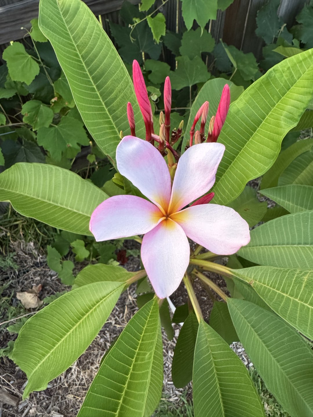 Plumeria