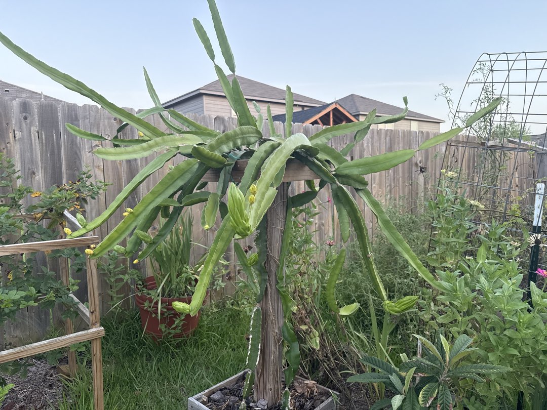 Dragon Fruit Cactus